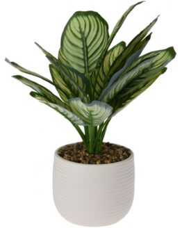 Umela-Calathea-v-keramickom-kvetinaci-12-x-26-cm-biela